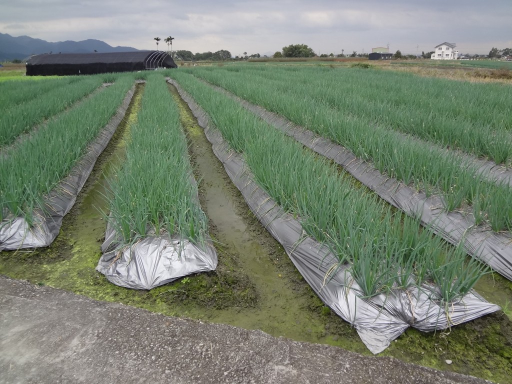 Taiwan’s agriculture suffers NT655 million loss in the aftermath of